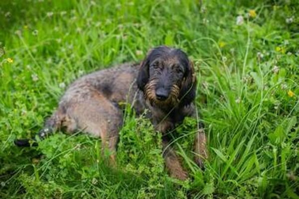 Friedrich, der kleine Große