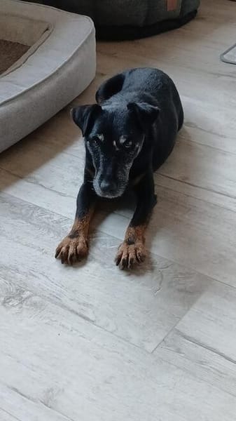 REENA  Kleine Kämpferin mit großem Herzen sucht ihr Zuhause