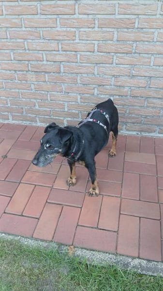 REENA  Kleine Kämpferin mit großem Herzen sucht ihr Zuhause