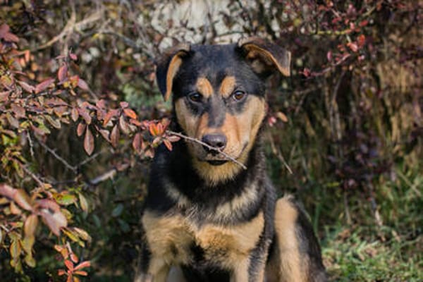 Freundlicher und sehr hübscher Bailey