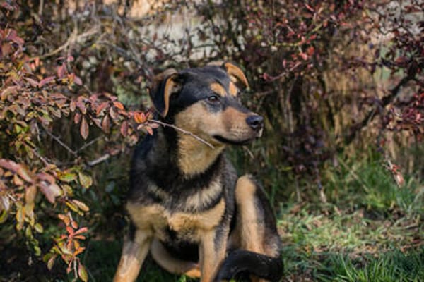 Freundlicher und sehr hübscher Bailey