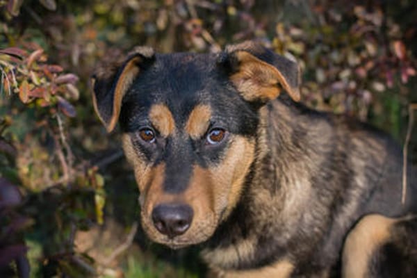 Freundlicher und sehr hübscher Bailey
