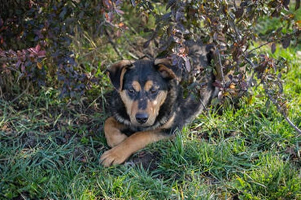 Freundlicher und sehr hübscher Bailey