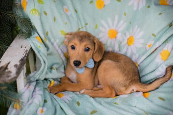 IBU  Kleiner Hundejunge sucht seine Familie