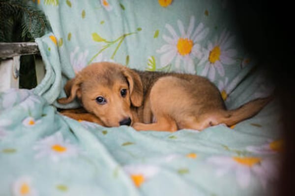 IBU  Kleiner Hundejunge sucht seine Familie