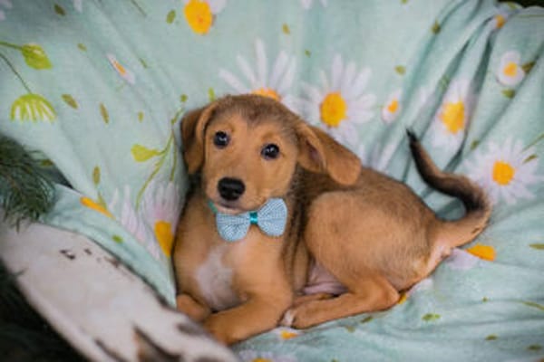 IBU  Kleiner Hundejunge sucht seine Familie