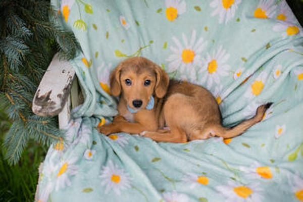 IBU  Kleiner Hundejunge sucht seine Familie