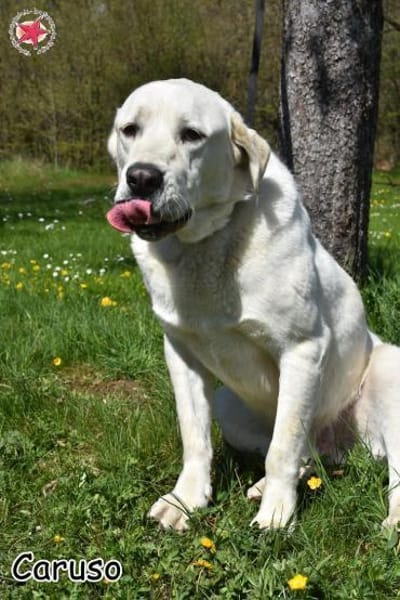 CARUSO
