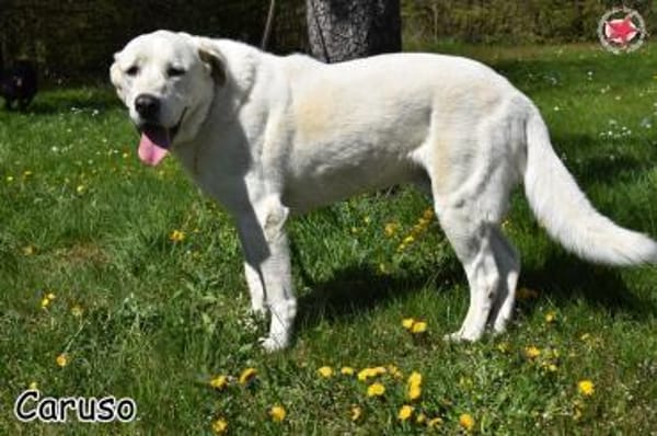 CARUSO