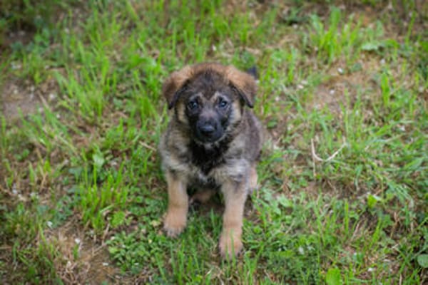 ONYX  Kleine Welpenmaus sucht ihre Familie