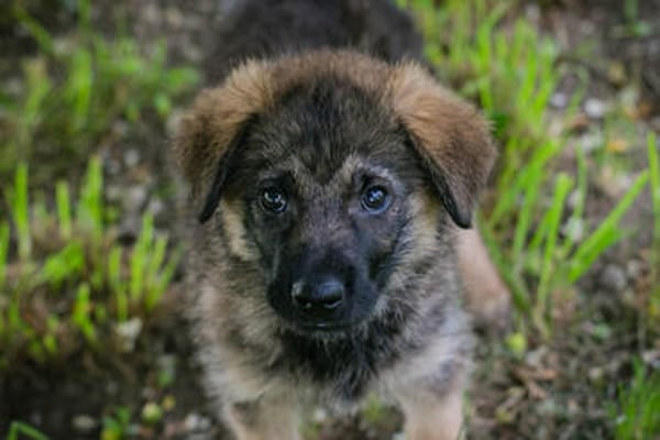 ONYX  Kleine Welpenmaus sucht ihre Familie