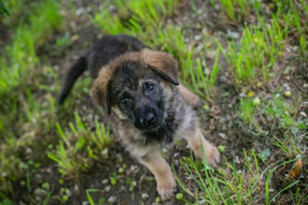 ONYX  Kleine Welpenmaus sucht ihre Familie