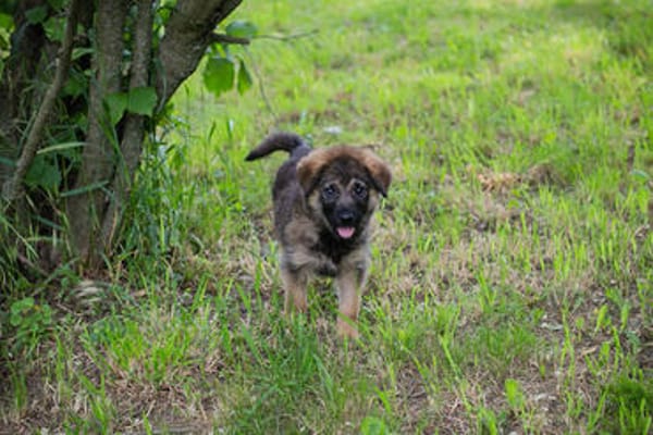 ONYX  Kleine Welpenmaus sucht ihre Familie