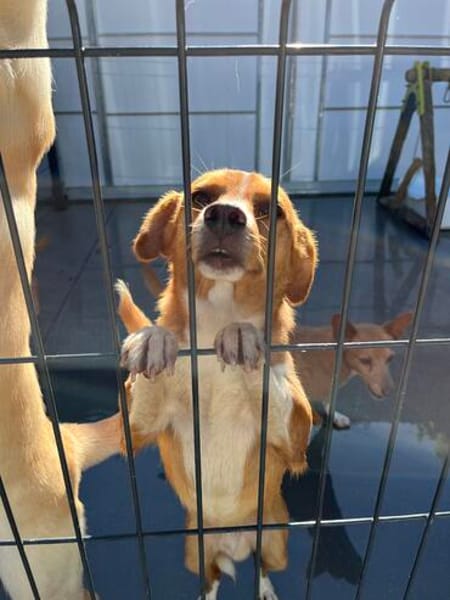 Herzenshund EMILIO  sucht sein Für-immer-Zuhause