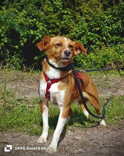 Herzenshund EMILIO  sucht sein Für-immer-Zuhause