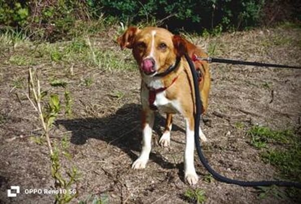 Herzenshund EMILIO  sucht sein Für-immer-Zuhause
