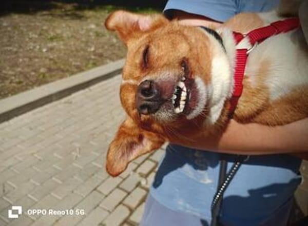 Herzenshund EMILIO  sucht sein Für-immer-Zuhause