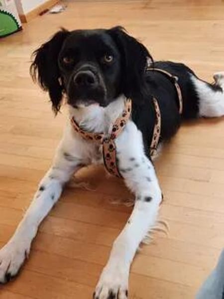 Boston wartet auf Pflegestelle