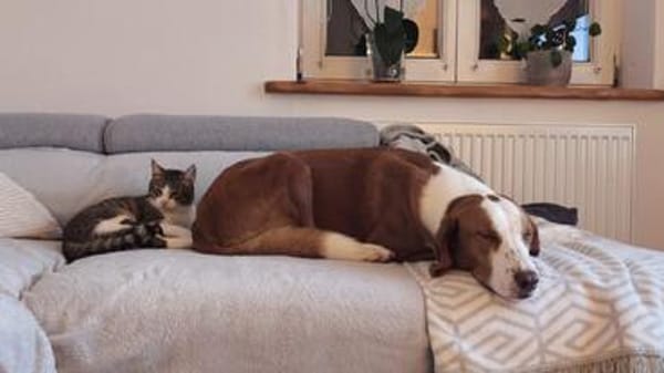 Die Brüder Tito und Toto Fiv+, unser DreamTeam