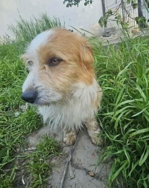 Ricky sucht seine Menschen