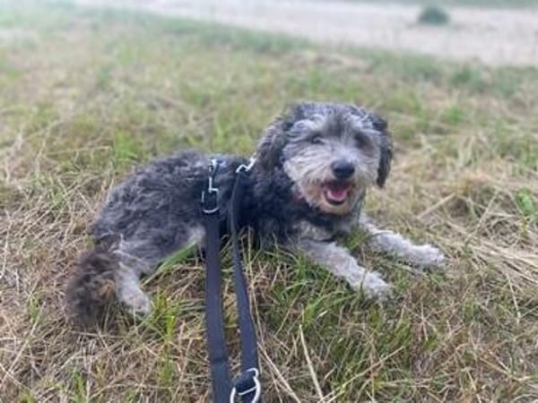 Buster auf PS in Aresing