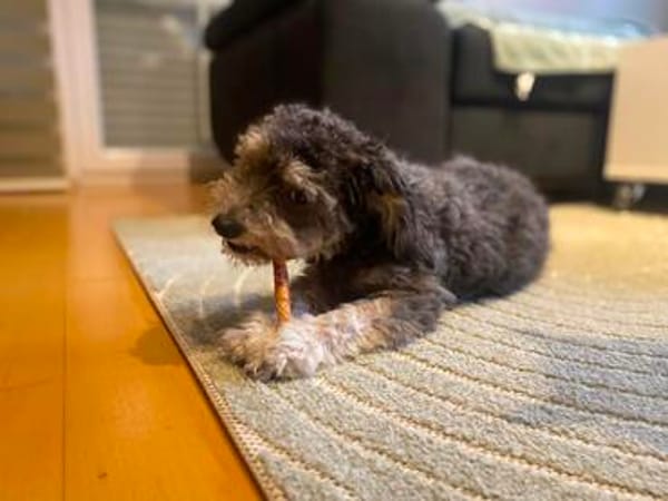 Buster auf PS in Aresing