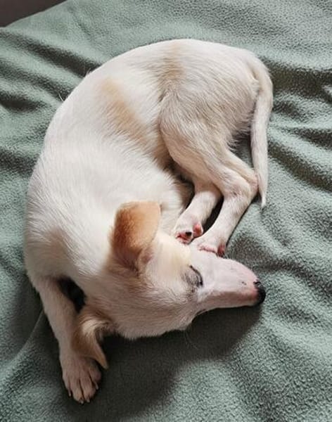 Knut der kleine Eisbär sucht