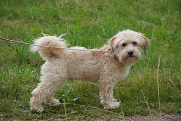 Ehemaliger Kettenhund Lucky
