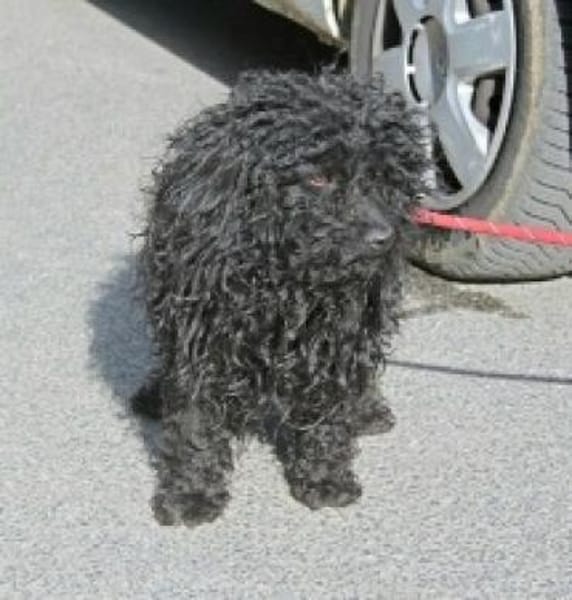 Kleiner Traumhund Palika