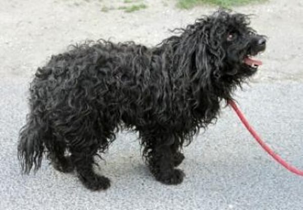 Kleiner Traumhund Palika