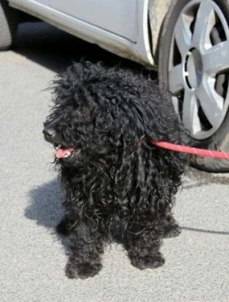 Kleiner Traumhund Palika