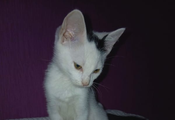bob
