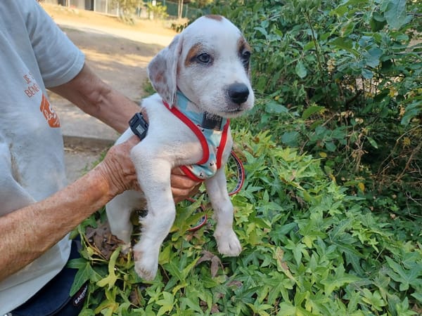 Angèle (chiot)