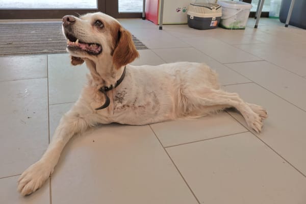 Lila