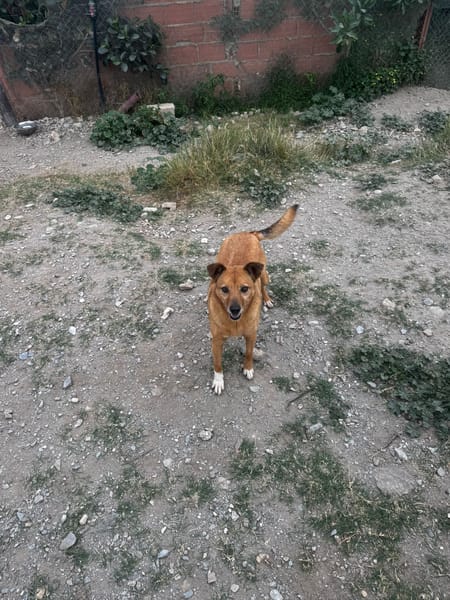 Chica