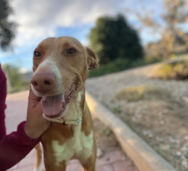 Merlín