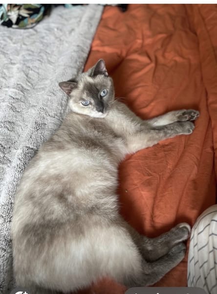 Kali