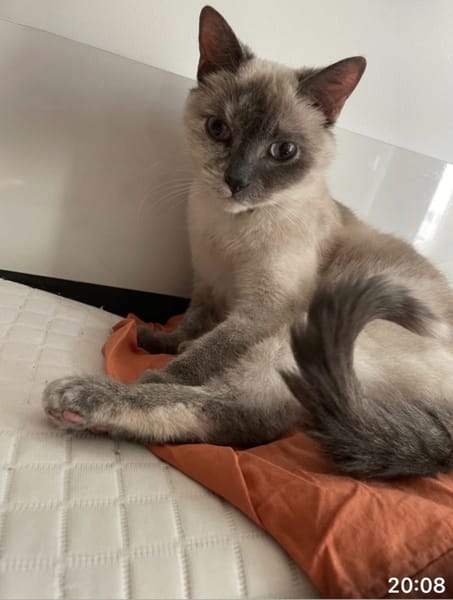 Kali