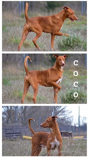 COCO