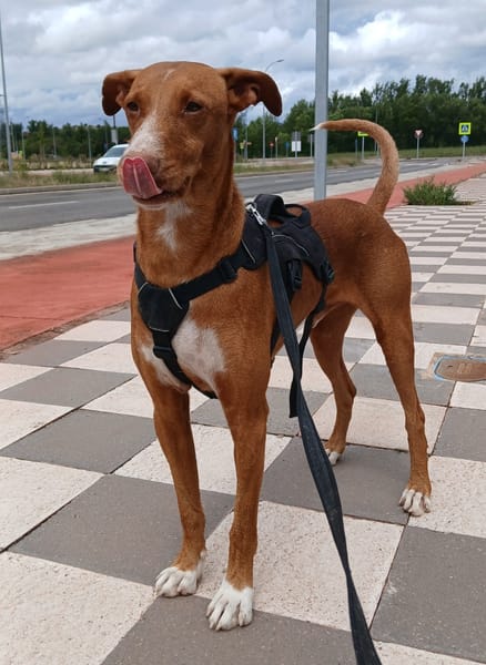 COCO