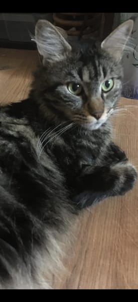 Cayenne