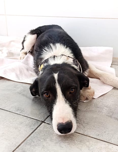 KAIO