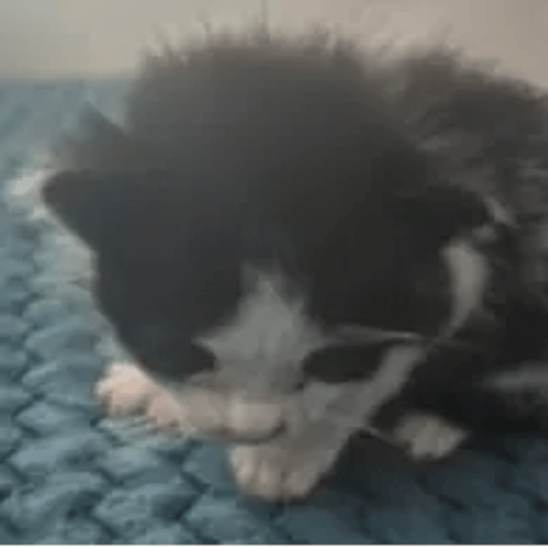 OREO