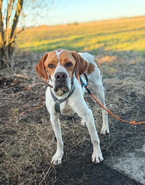 Pointer Chico sucht seine Menschen