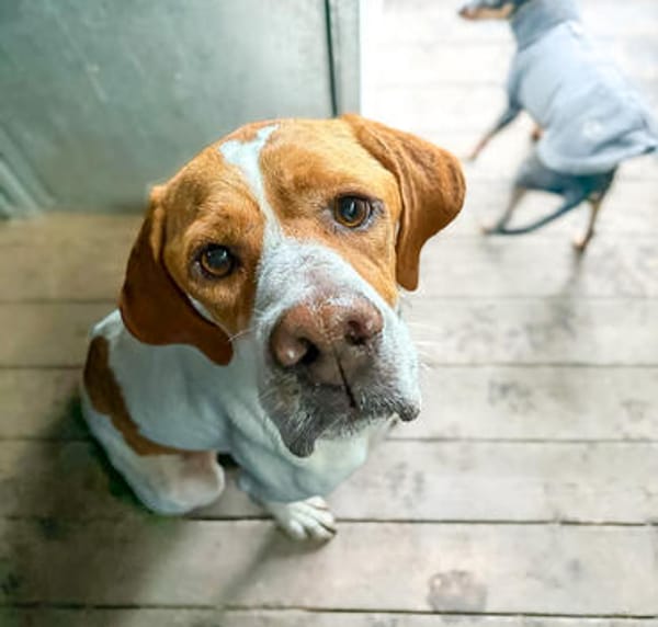 Pointer Chico sucht seine Menschen