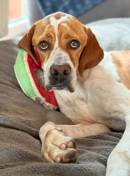 Pointer Chico sucht seine Menschen
