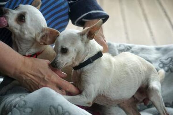 Bella & Blanca - Chihuahua Seniorinnen suchen