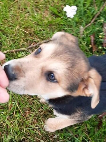 Süße Ronja🌺 sucht liebevolles Zuhause