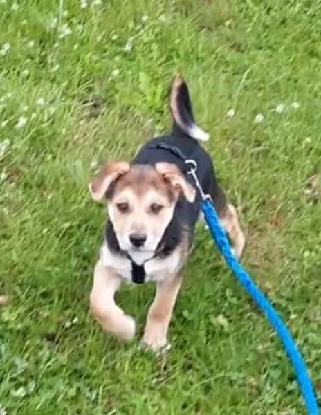 Süße Ronja🌺 sucht liebevolles Zuhause