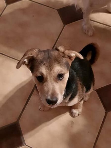 Süße Ronja🌺 sucht liebevolles Zuhause